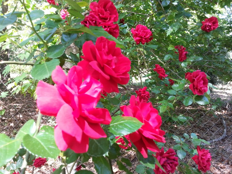 Rosen im Garten vom Olympos Yavuz Hotel